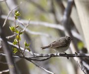 Warbling Vireo western